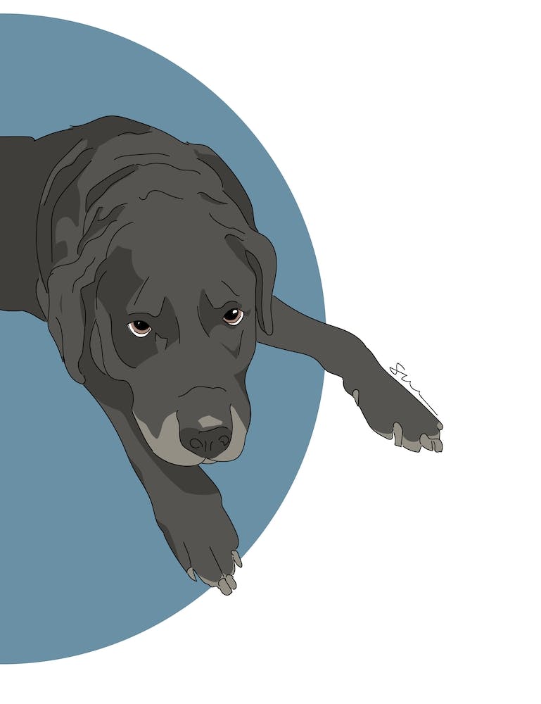 Black Lab