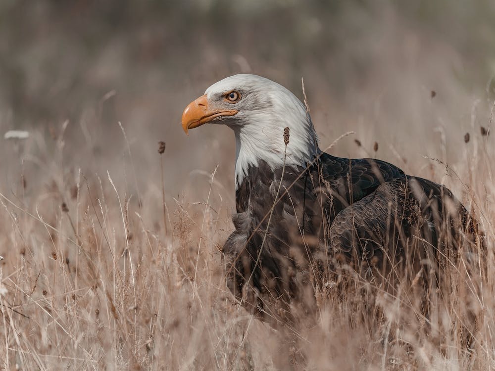 Bald Eagle In Field