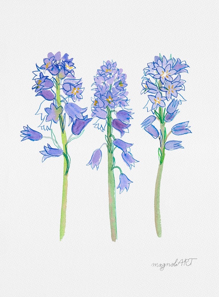 Spanish hyacinth 1