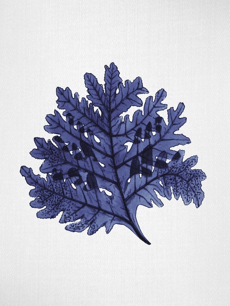 Seaweed 7