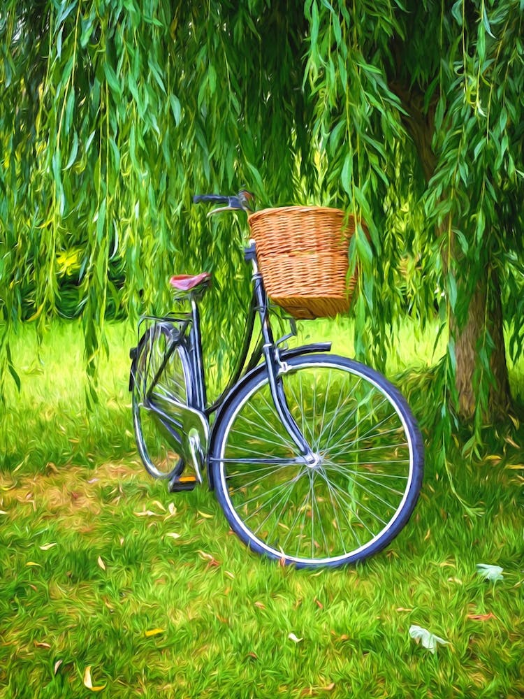 Bicycle And Willow Tree