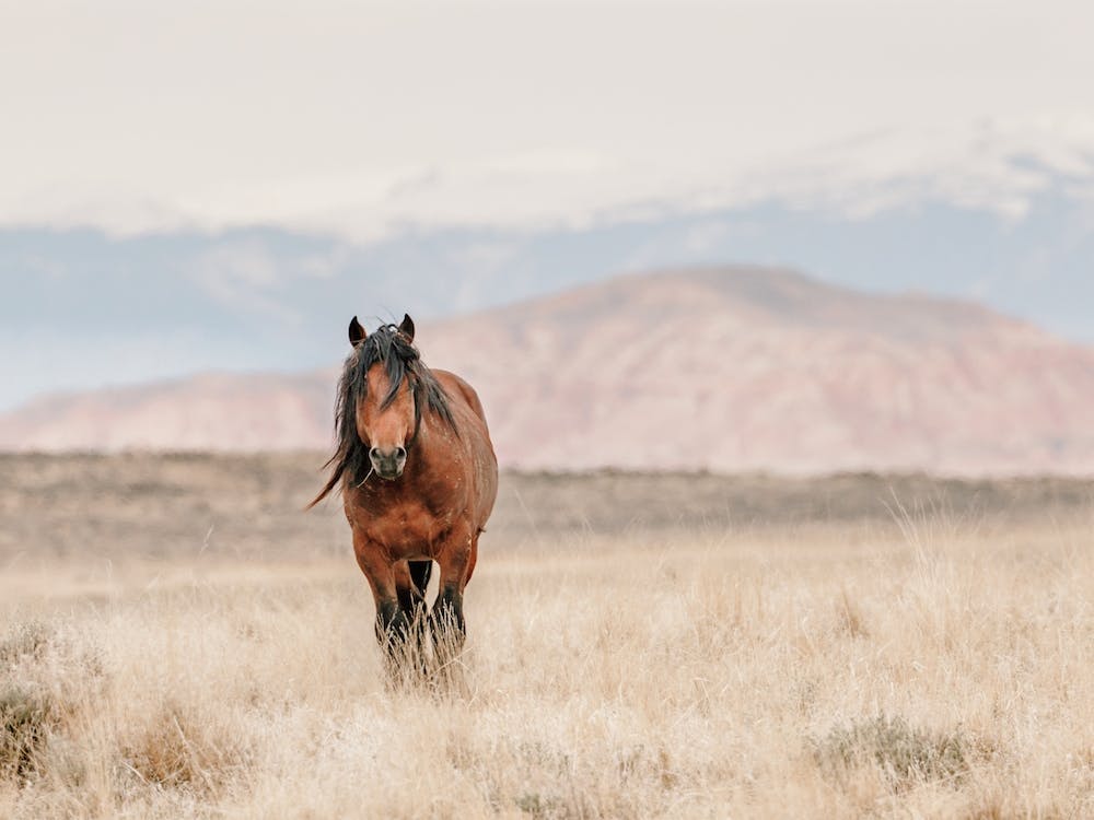 Horse On Horizon