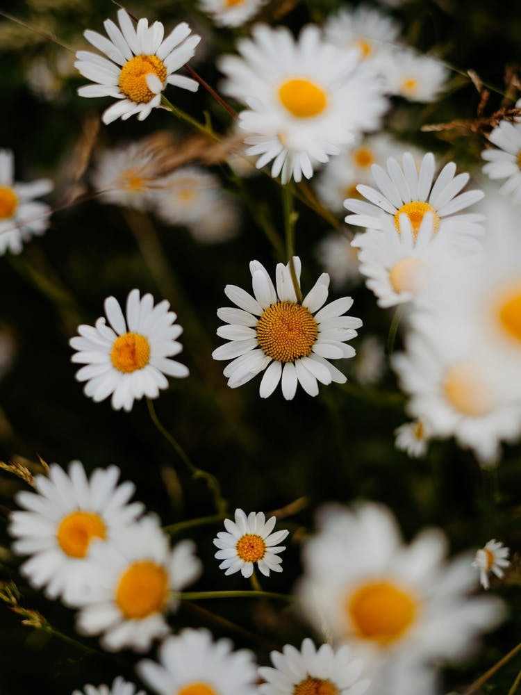 Daisy Field | Colorful Travel Photography