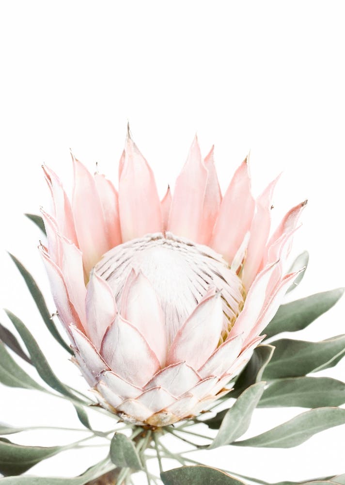 Blush Protea