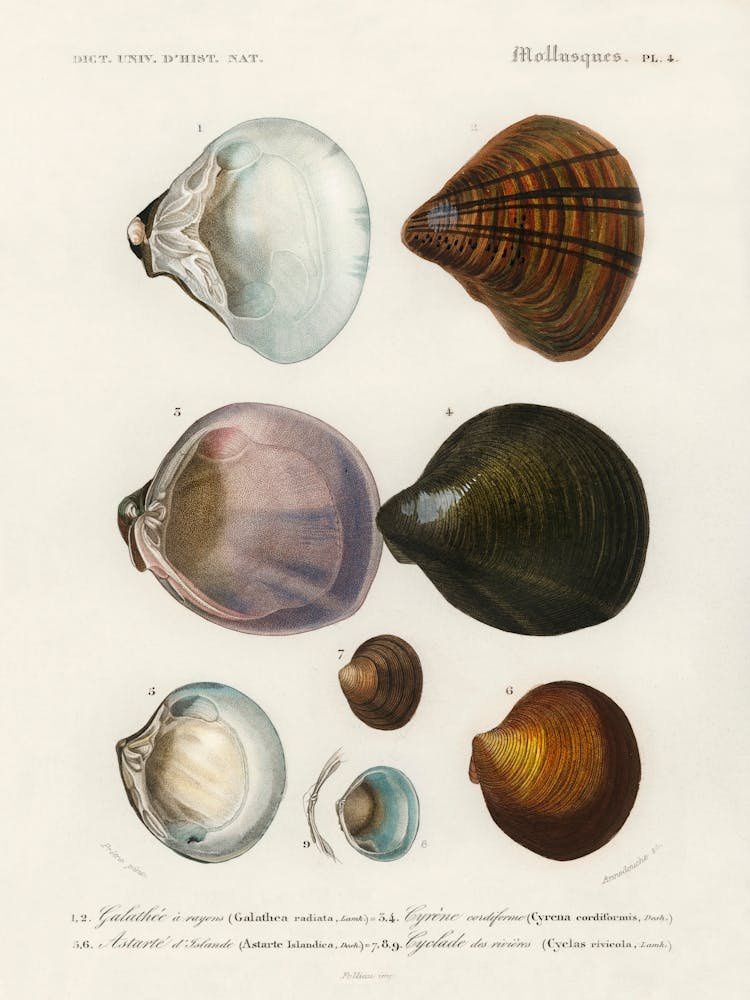 Different Types Of Mollusks, Charles Dessalines D'Orbigny 7