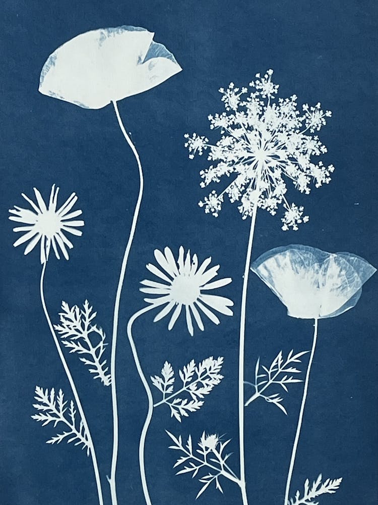 Blue wildflower cyanotype