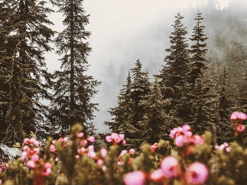 Foggy Forest Flowers