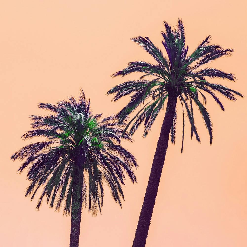 Palm Trees Against A Pink Sky 1