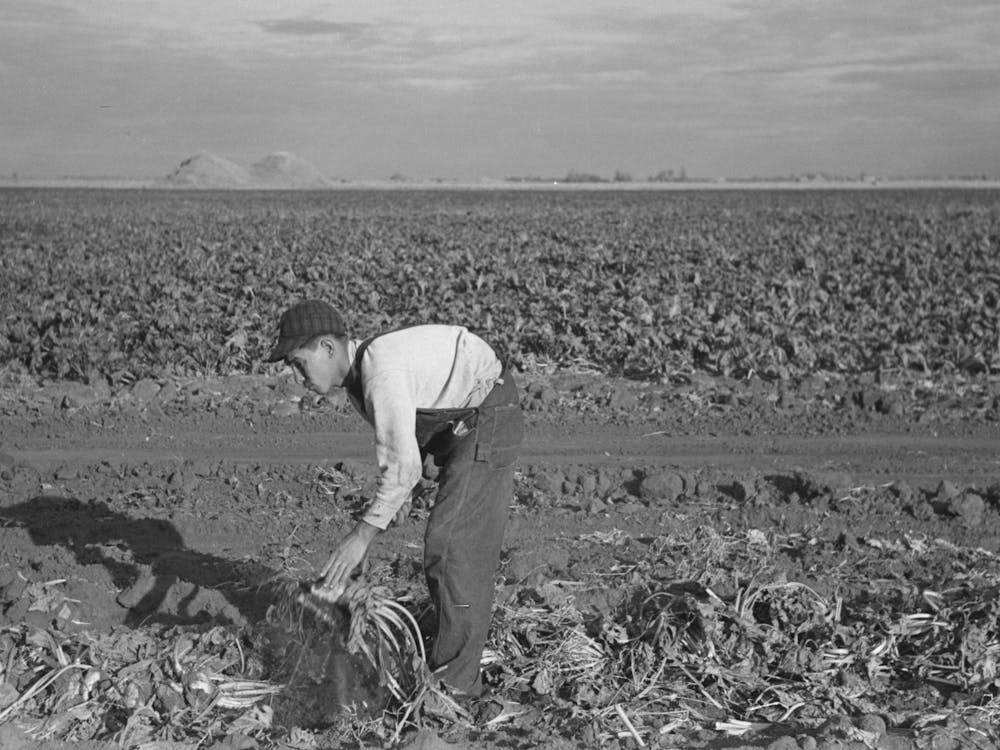 Untitled Photo, Possibly Related To Young Boy Beet Worker, Near Fisher, Minnesota By Russell Lee