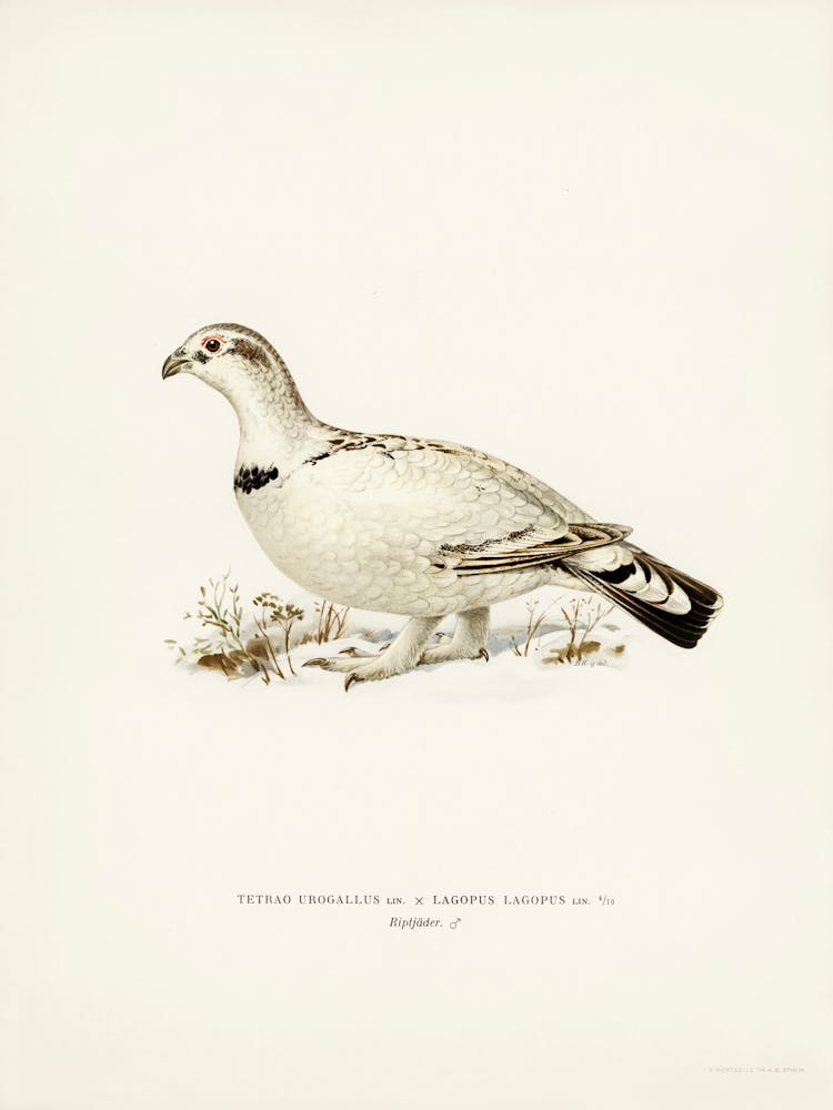 Hybrid Between Western Capercaillie And Willow Ptarmigan, The Von Wright Brothers