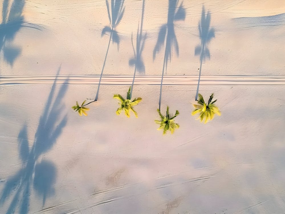 Shadows Of Palm Trees
