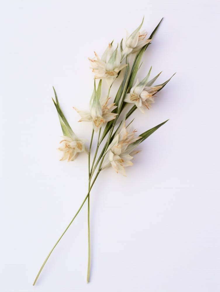 Pressed Wildflower Botanical Art Wild Leek 1