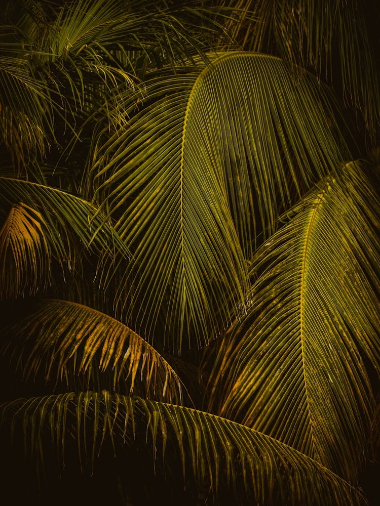 Mexico Palm Trees Andreas Danner Creative 43