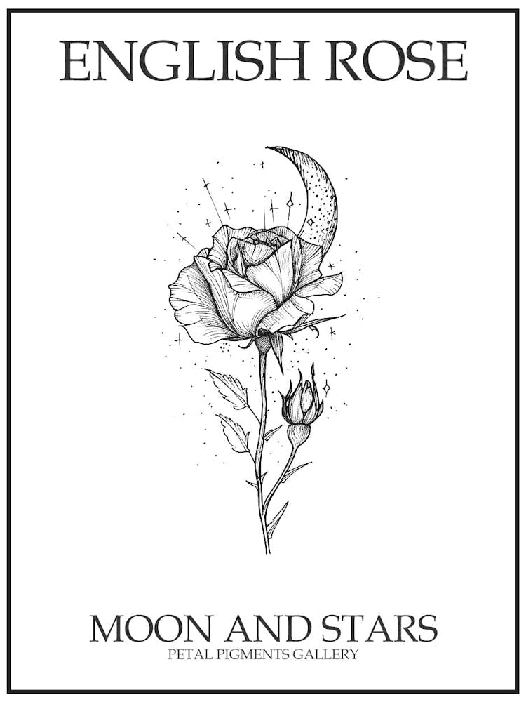 English Rose Moon And Stars Line Drawing 3 Poster