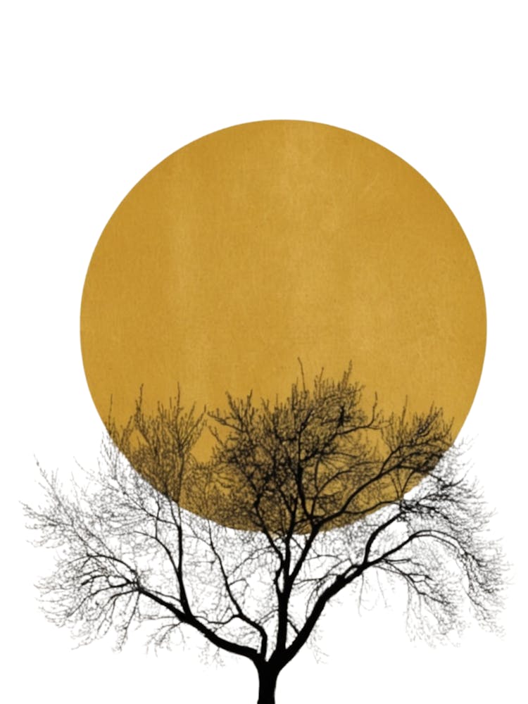 Winter Morning, Tree In The Sun