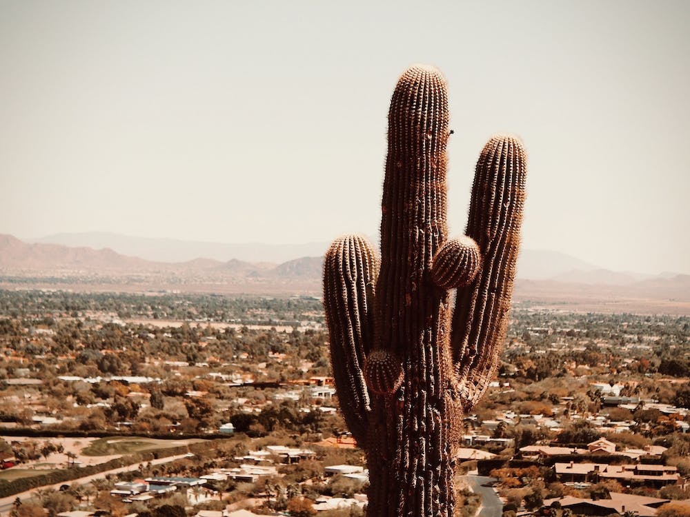 Cactus With City
