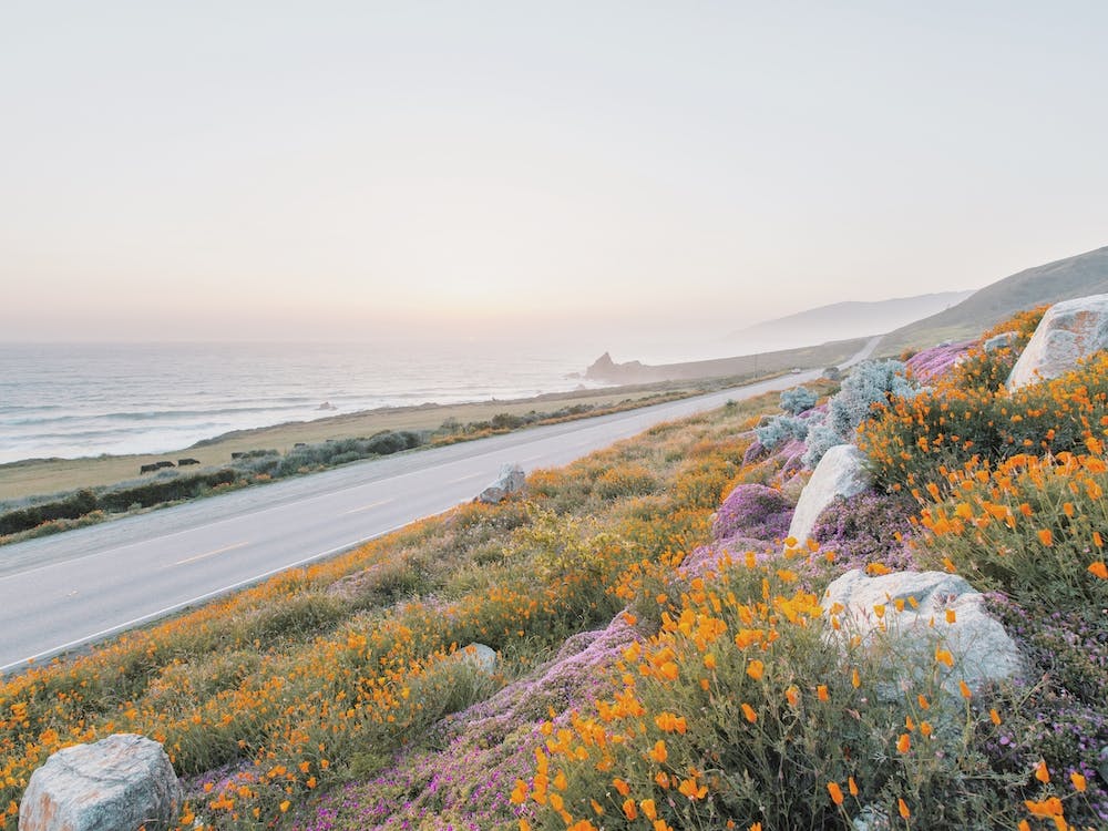Beach Highway Wildflowers