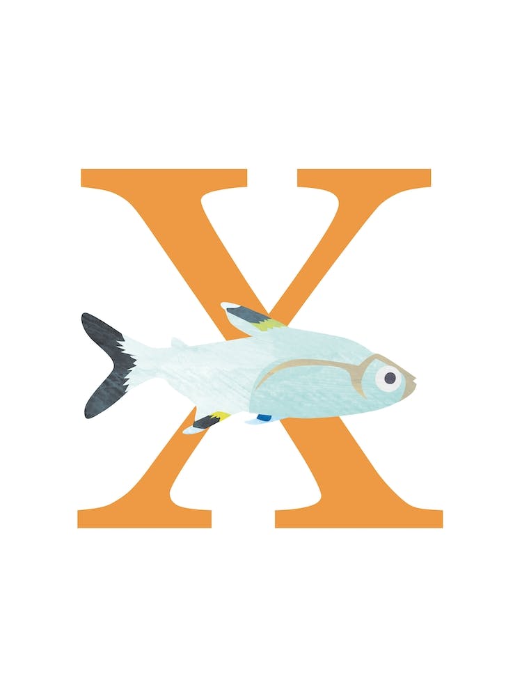 X For Xray Tetra