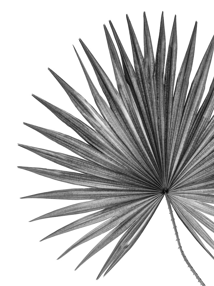 Bw Palm