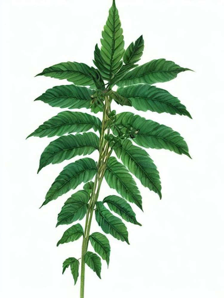Brake Fern (Pteris Cretica) Watercolor