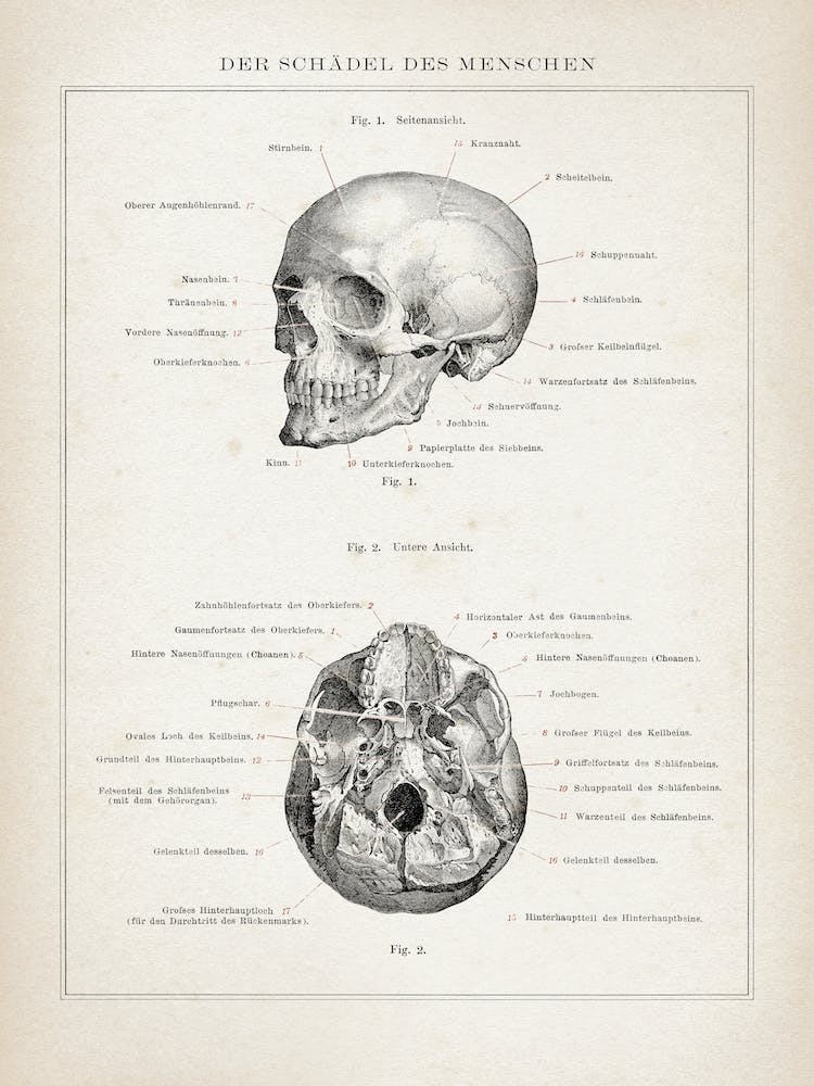 Vintage Brockhaus 3 Anatomie Schädel