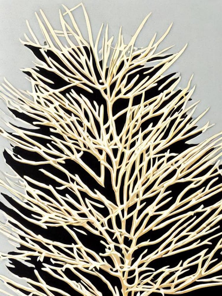 Acropora Nasuta Ii Linocut