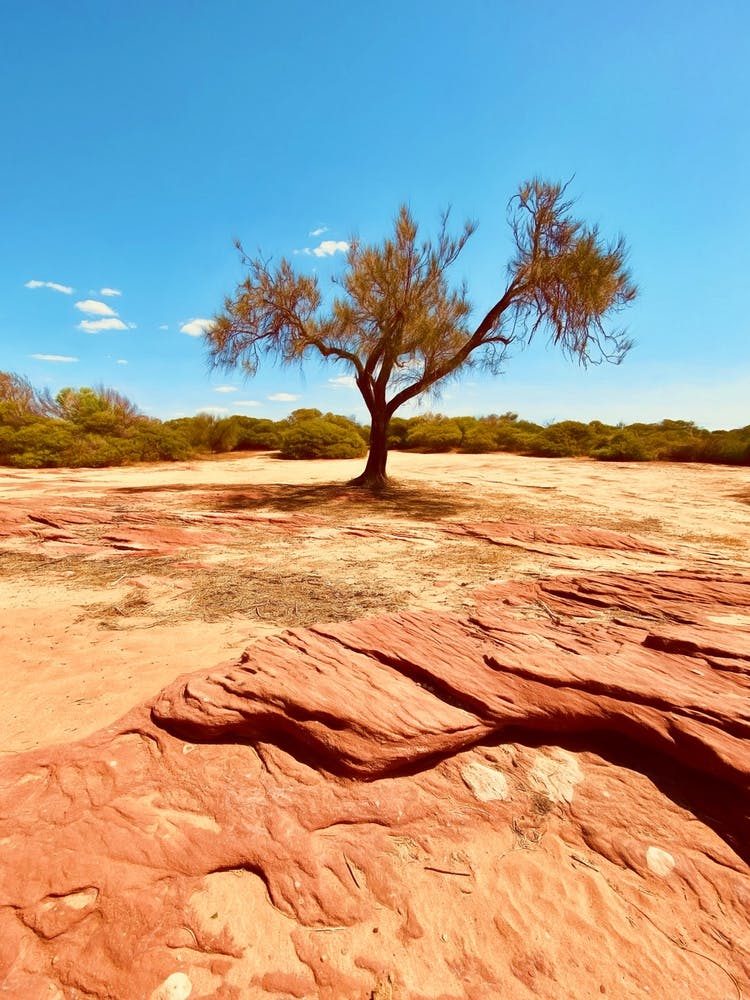 A Tree Of The Outback