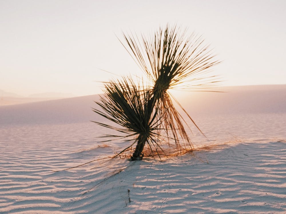 Yucca Plant Sunset