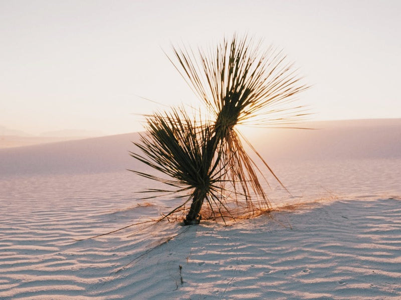 Yucca Plant Sunset