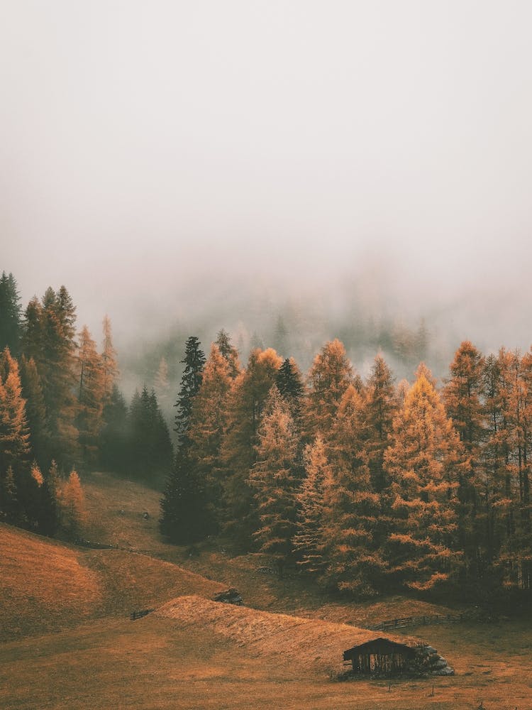 Nebliger Herbstwald