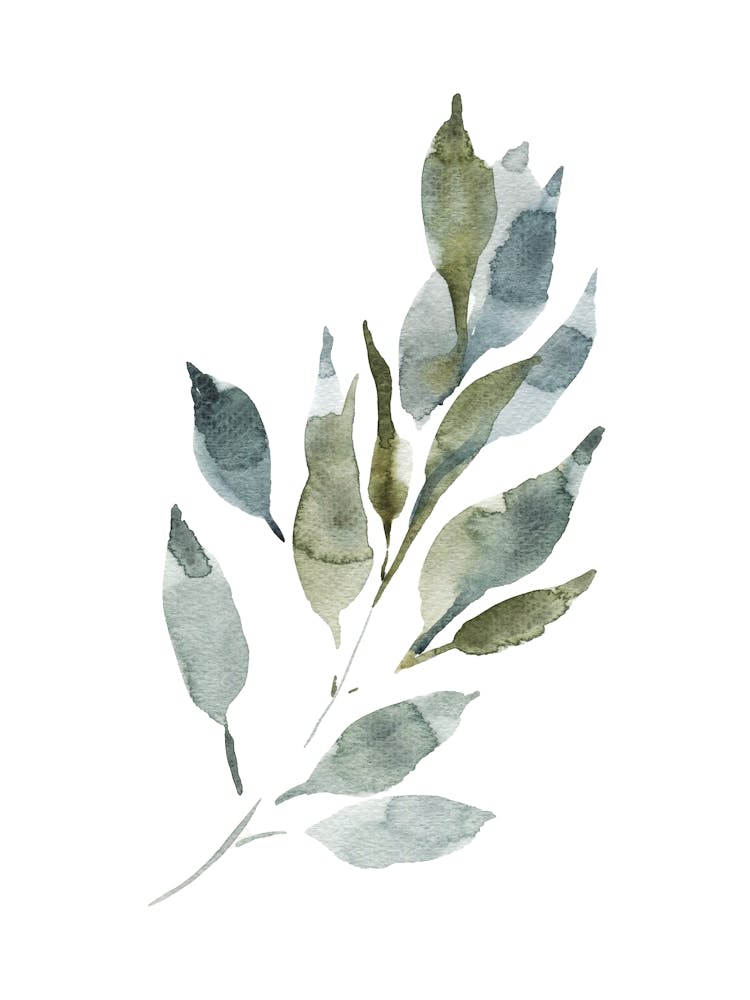 Watercolor Leaf, Olive Branch 5