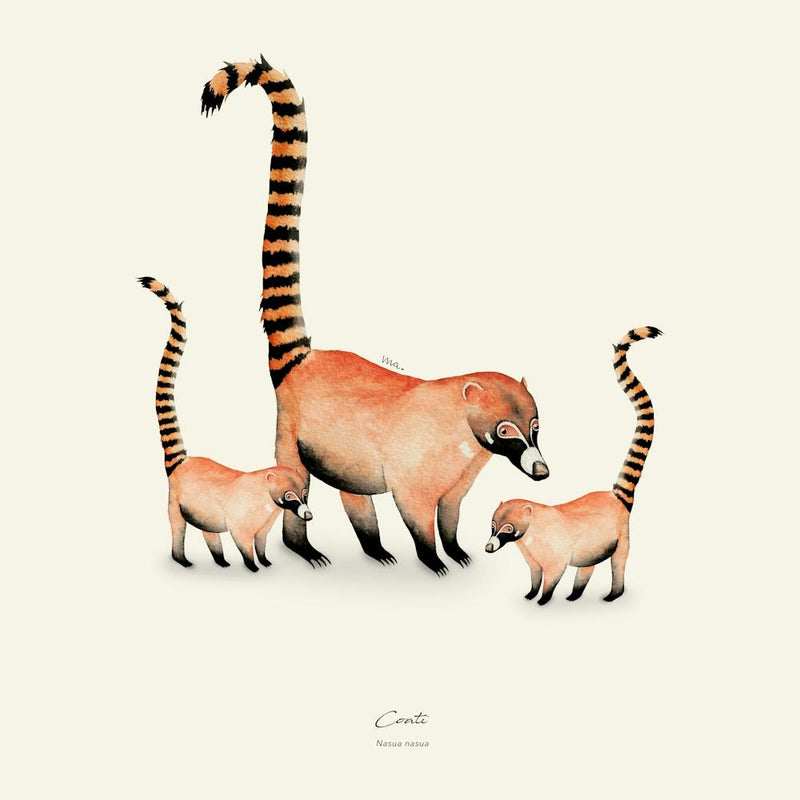 Coati