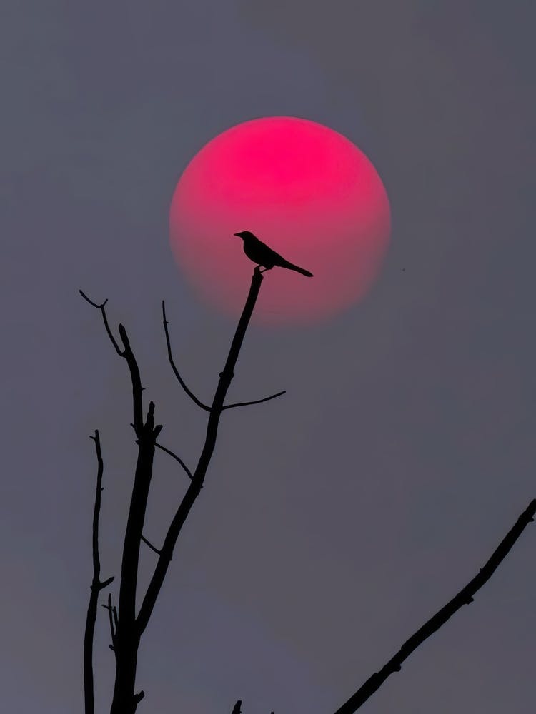 Silhouette Of A Bird
