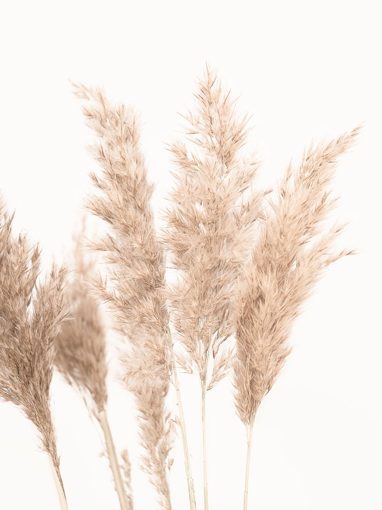 Pampas