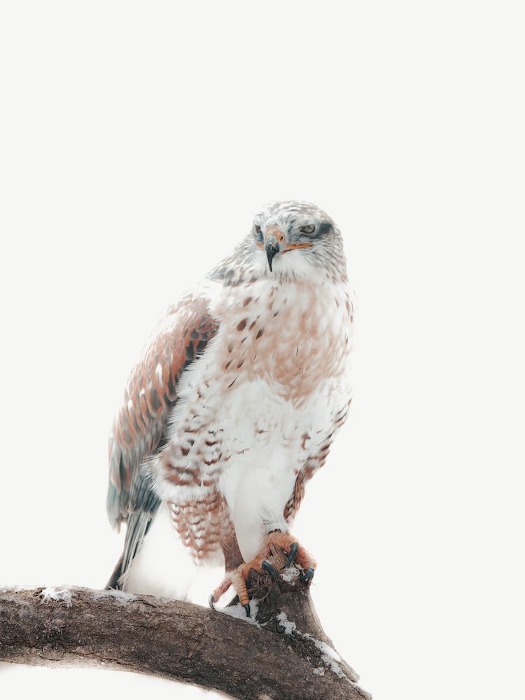 Neutral Hawk