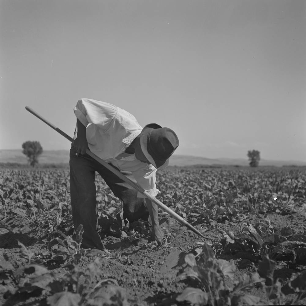Shelley, Idaho (Vicinity), Japanese Americans Hoeing Sugar Beets On Farm By Russell Lee