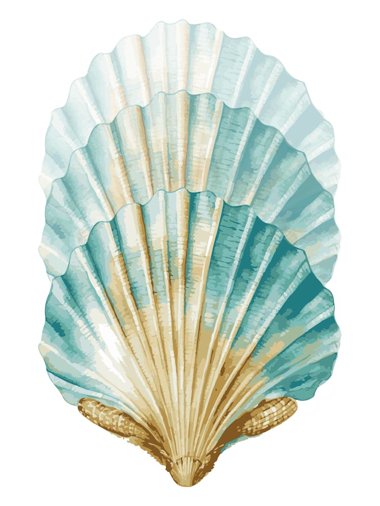 Coquillages