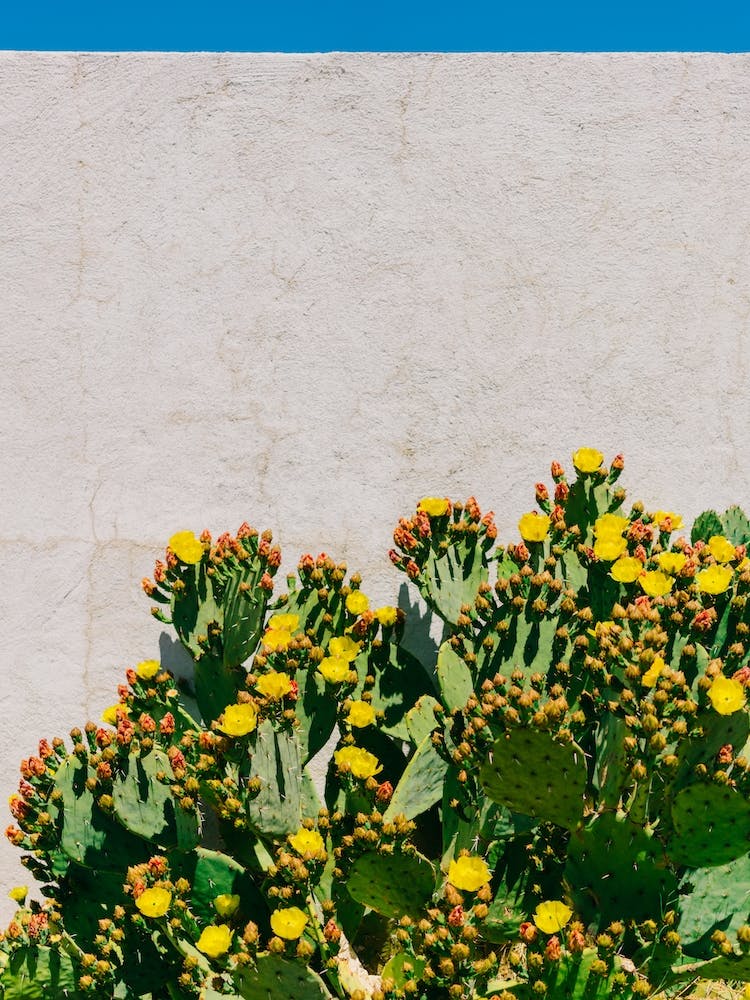 Cactus en Fleurs II