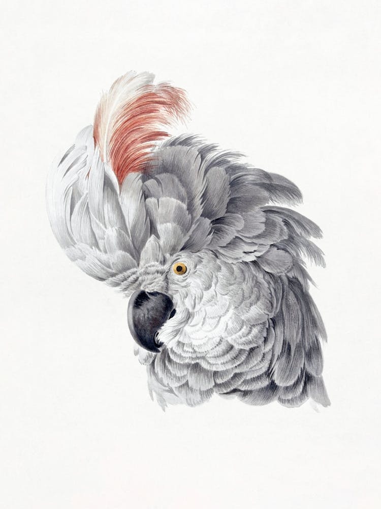 White Parrot Vintage Bird_2835797