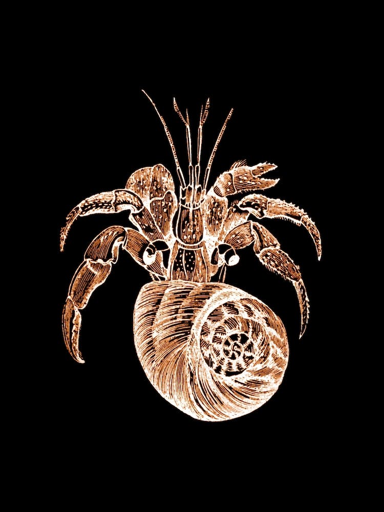 Gold and Black Crustacean Illustration