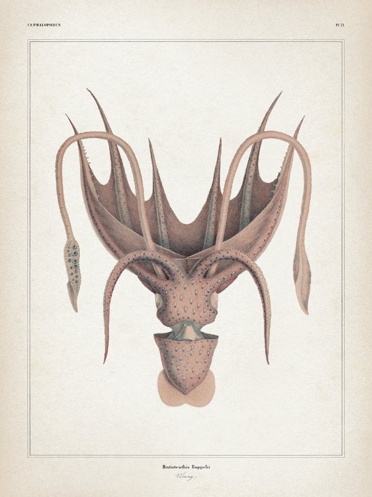 Vintage Vérany 2 Histioteuthis Ruppelii