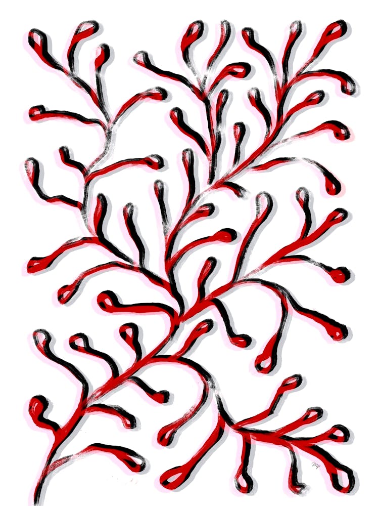 Coral Plant