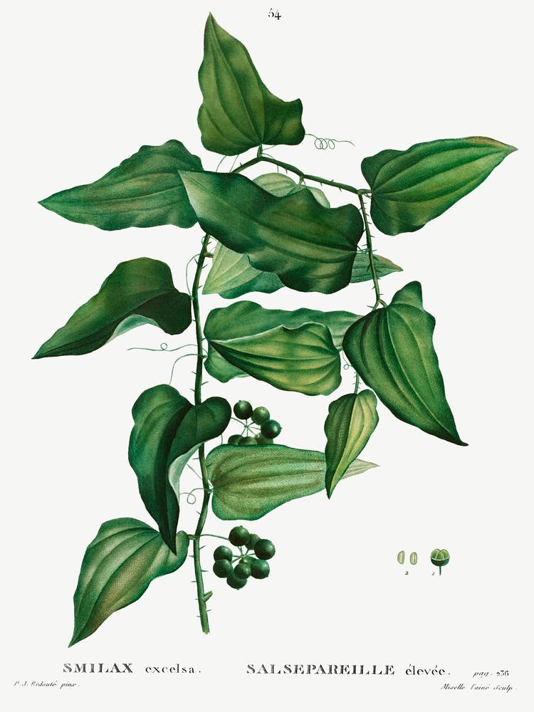 Smilax, Pierre Joseph Redoute 1
