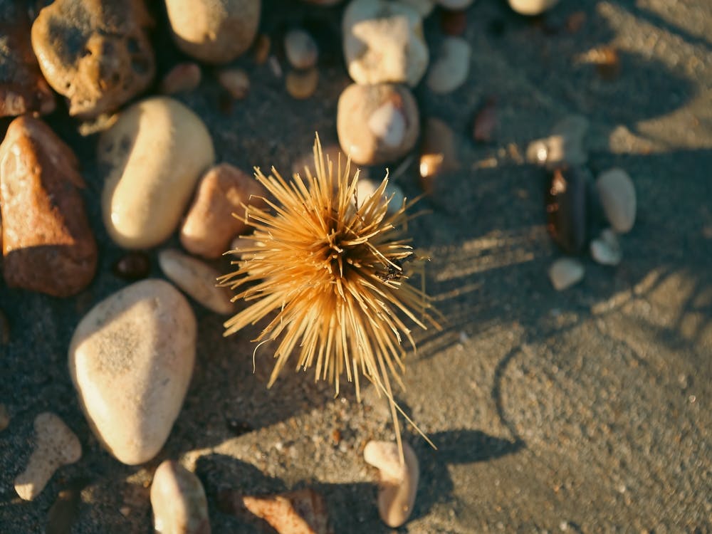 Beach Spinifex with Pebbles