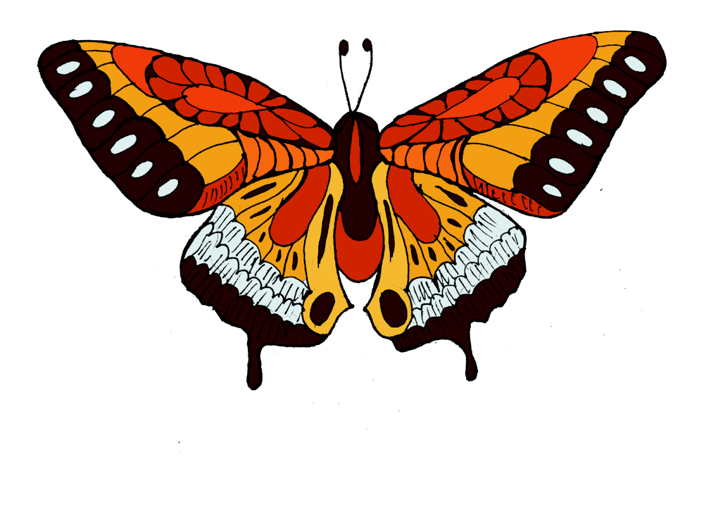 Butterfly