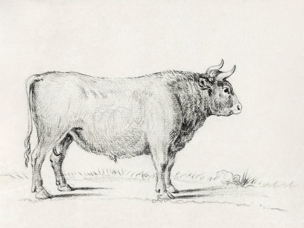 Standing Bull, Jean Bernard