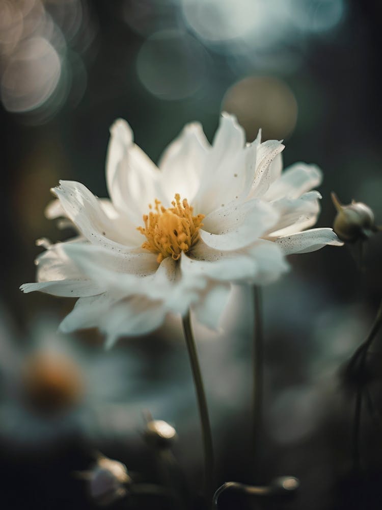 Subtle Beauty