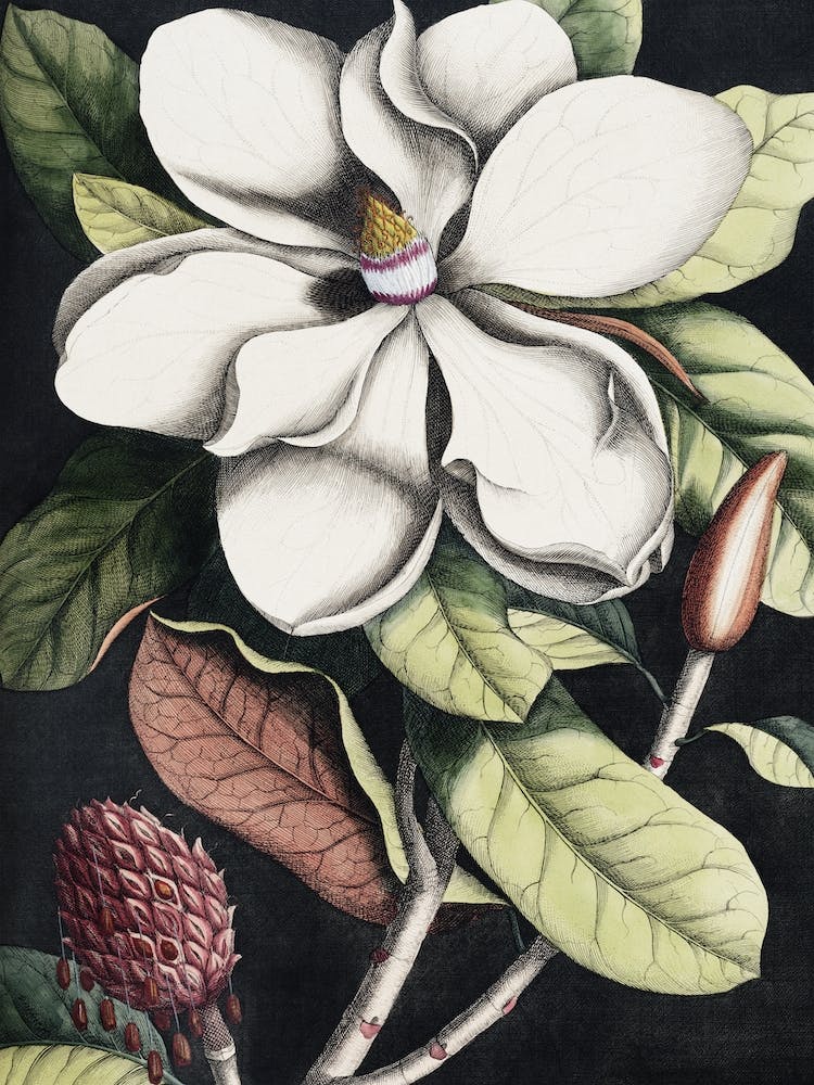 Vintage Catesby 1 Magnolia Altissima