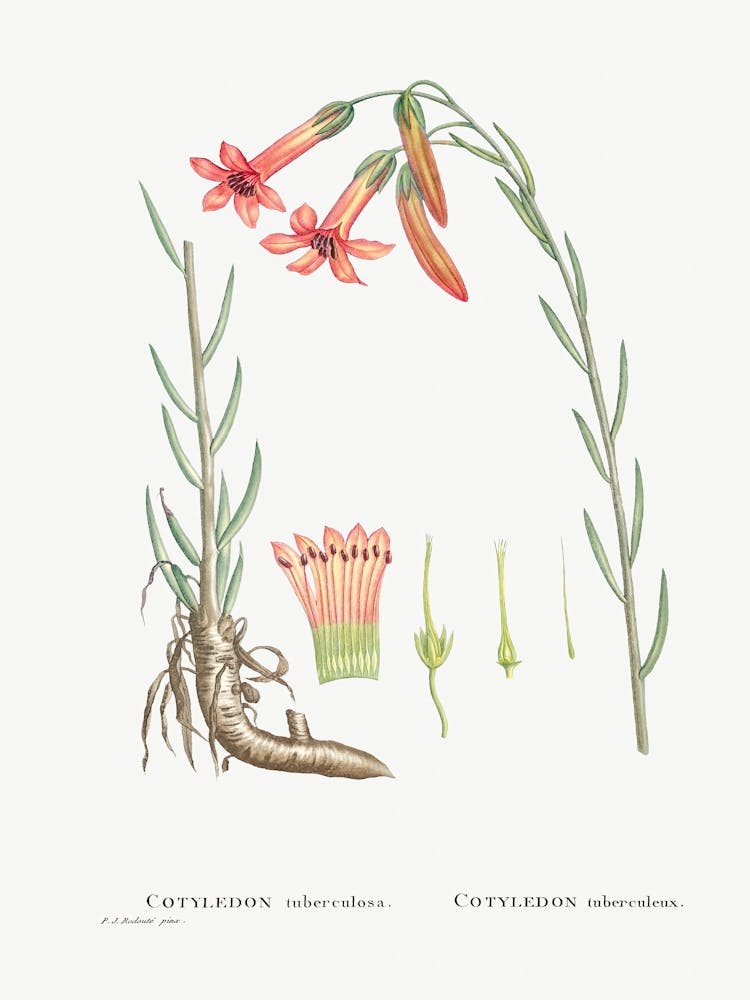 Cotyledon Tuberculosa, Pierre Joseph Redoute