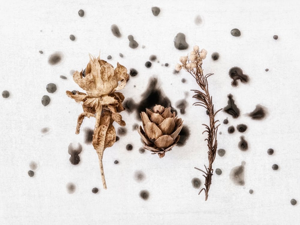 Dried Florals